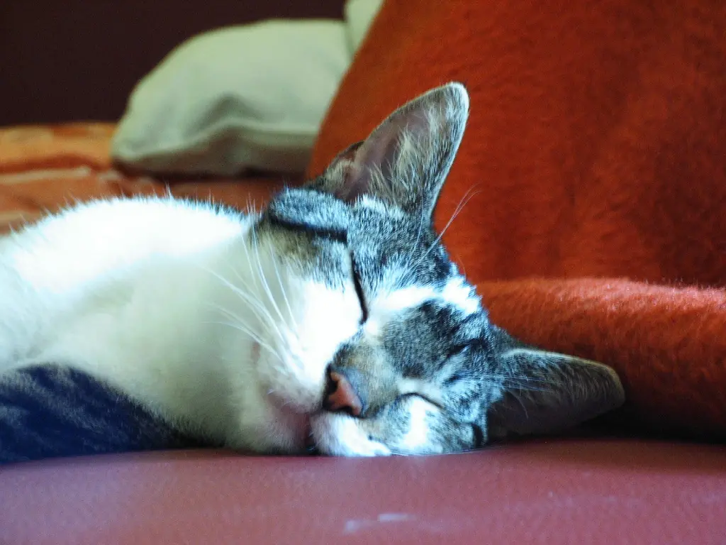 Condolence image of Ralf