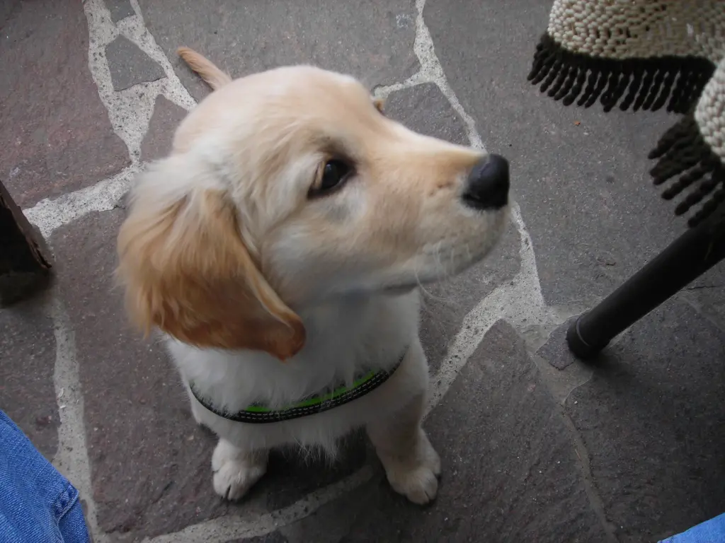 Andachtsbild von Peter mit Monti