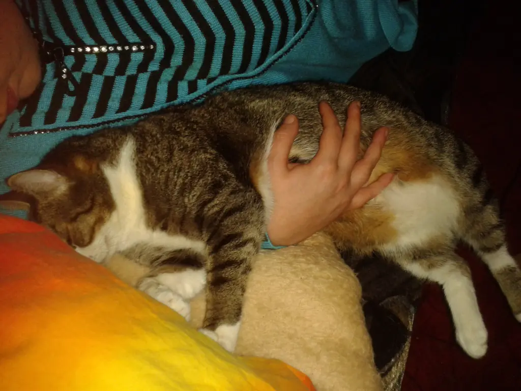 Kuscheln