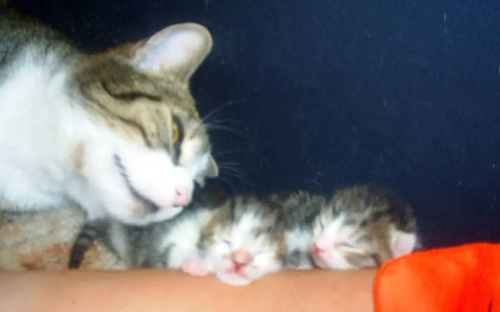 Meine Baby's & Ich