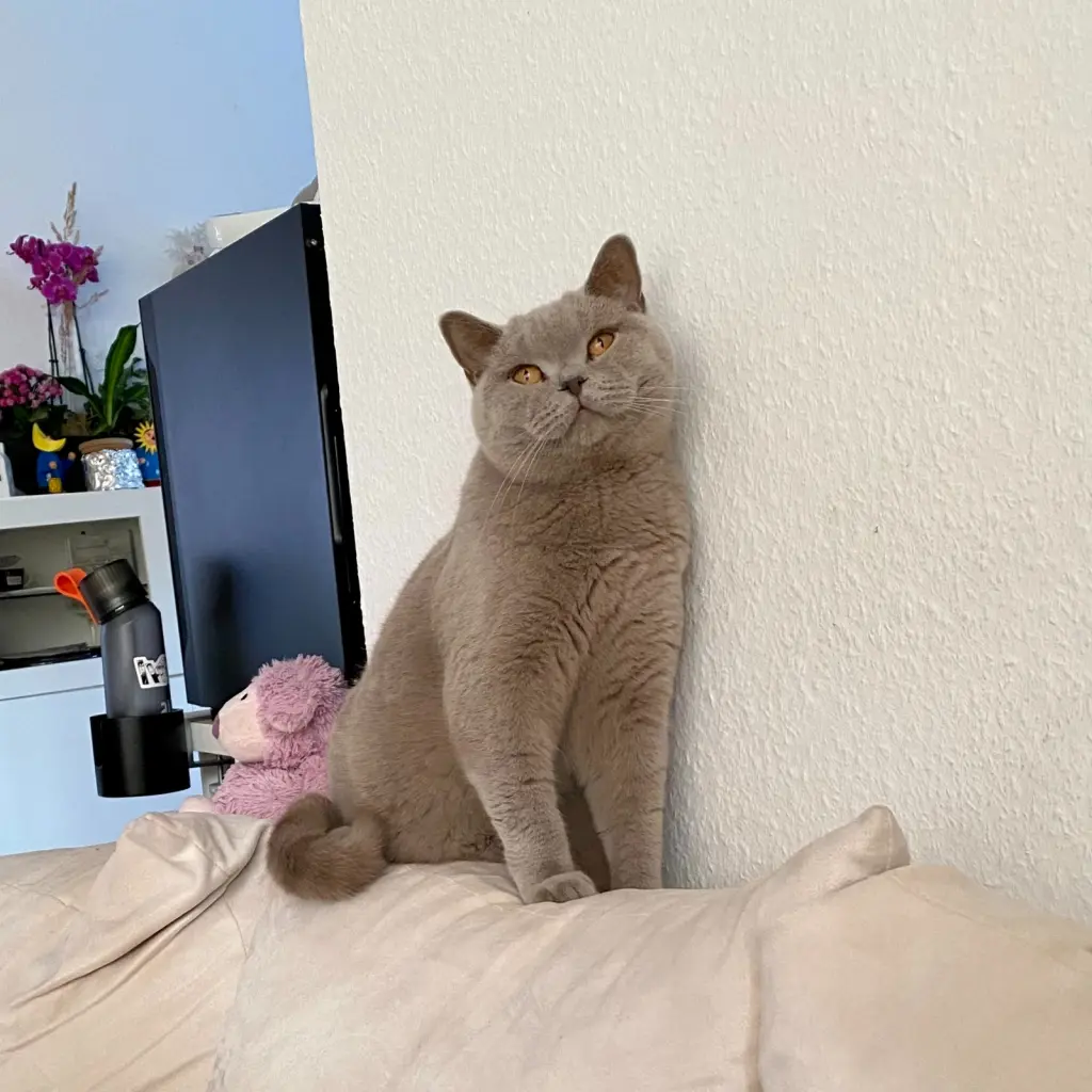 Condolence image of Mai Rothe