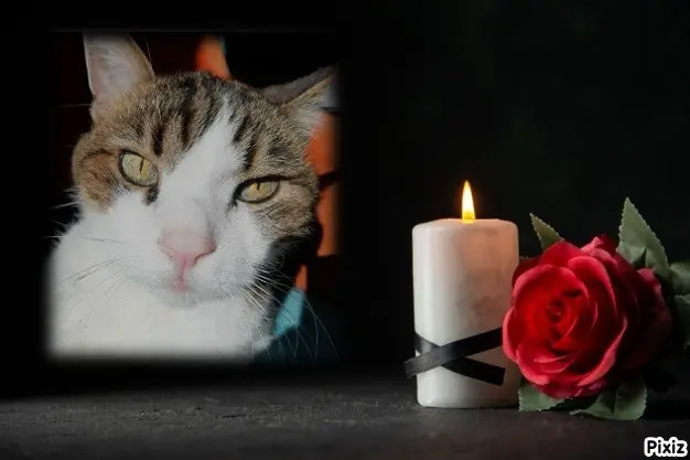 Andachtsbild von Tanja mit Timmy im Herzen 💘🐈🐾