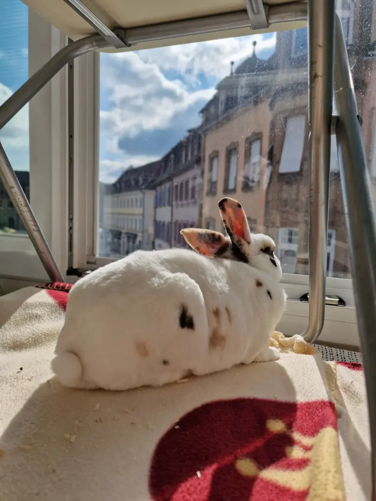 Image from Karlchen