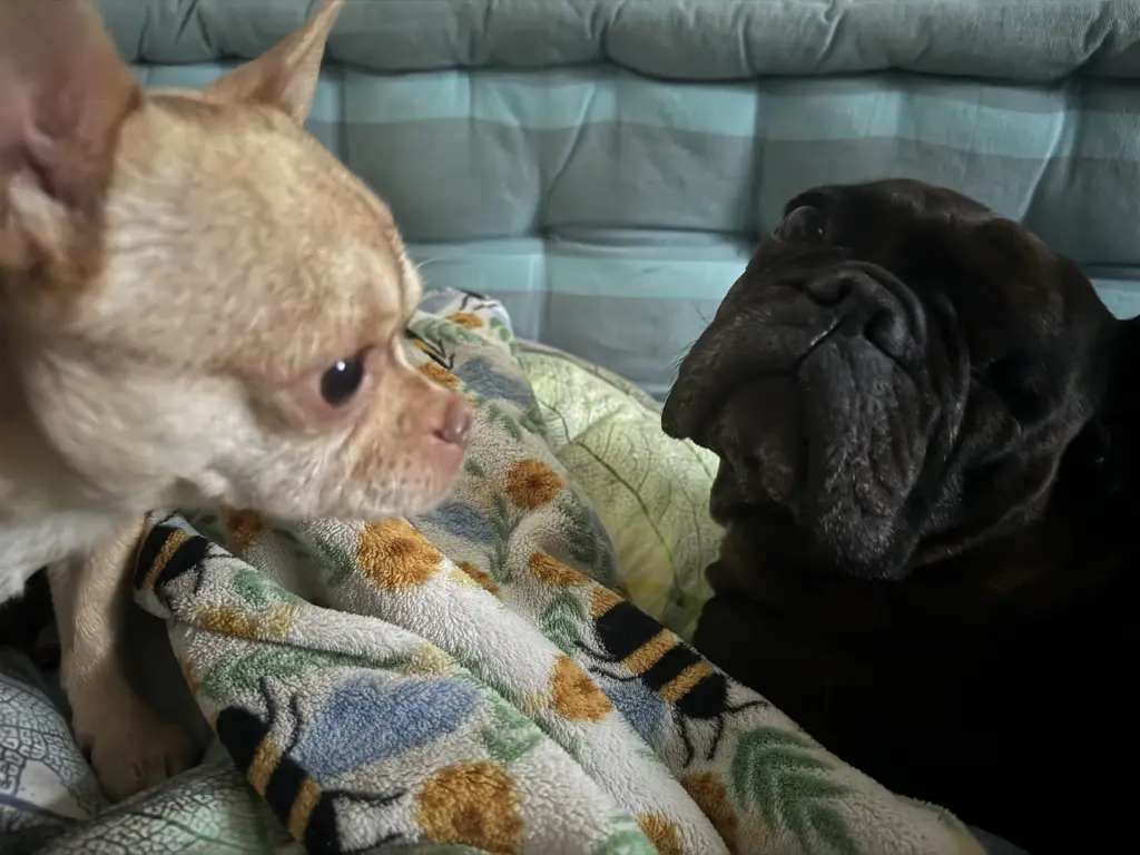 Andachtsbild von Hugo