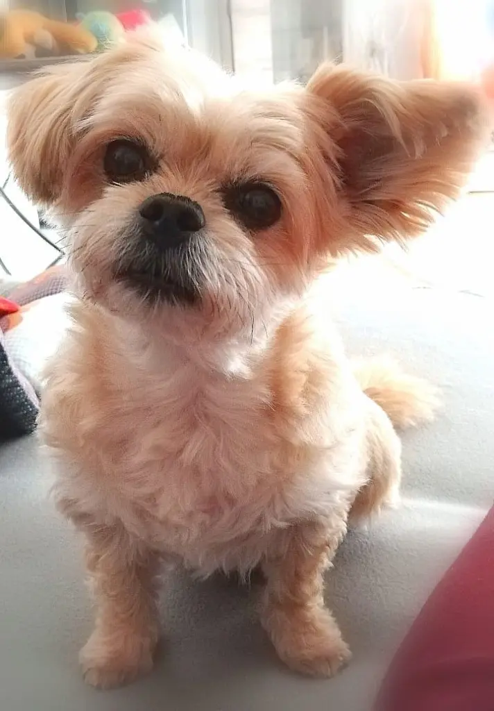 Bild von ALANKO (Schnuddel)