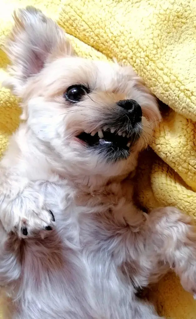 Du lachtest so gerne....