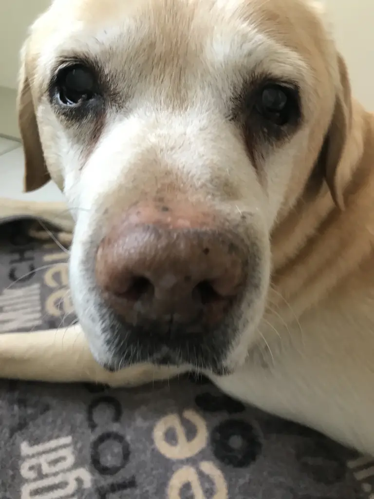 Andachtsbild von Elzbieta mit Max im Herzen