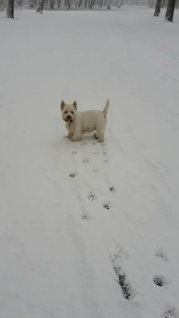 Andachtsbild von Hannerlore mit Flocke tief im Herzen