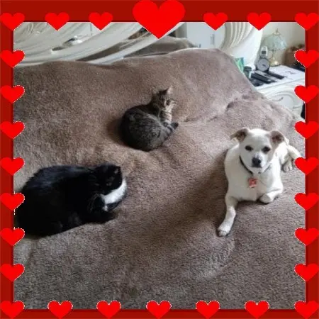 Andachtsbild von Silke mit Cassy, Joyce und Emma ganz tief im Herzen❤️