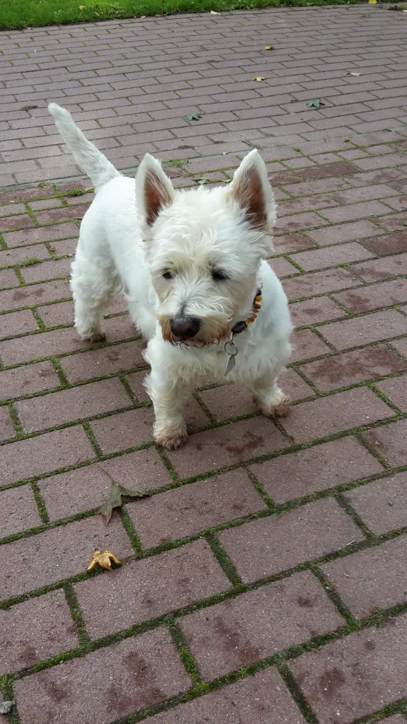 Andachtsbild von Hannelore