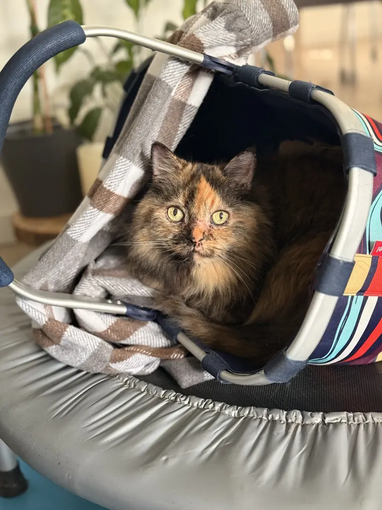 Bild von Leyla