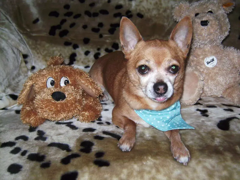 Andachtsbild von Irene mit JIMMY im Herzen ❤️  Gute Reise zu den Sternen ☆