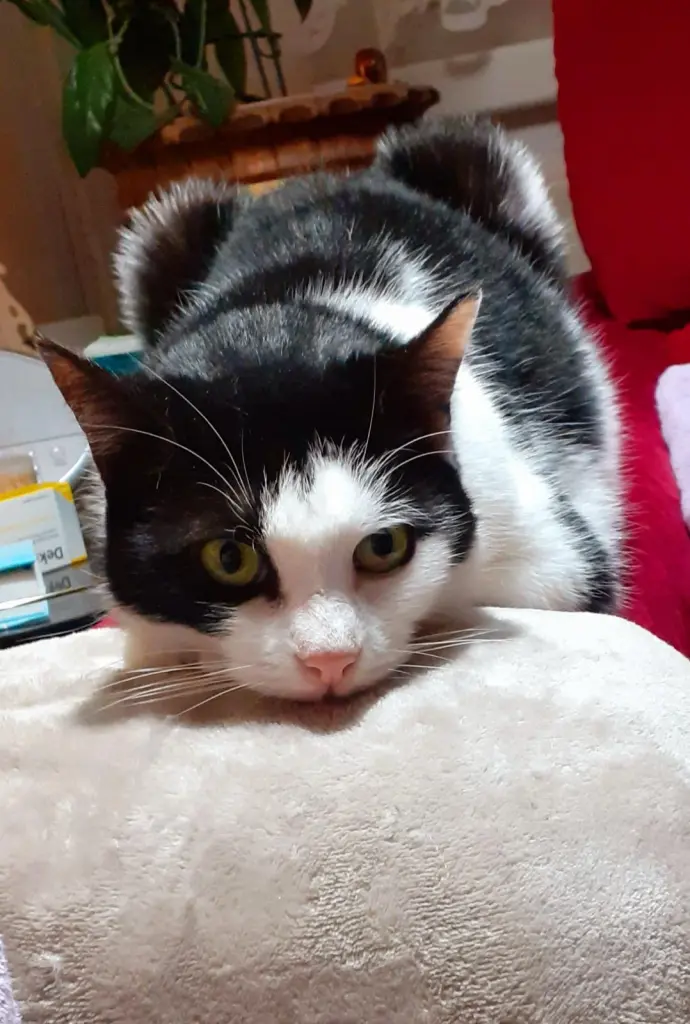 Bild von Kitty
