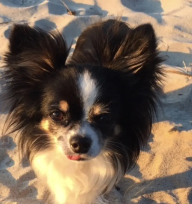 Image from Gizmo