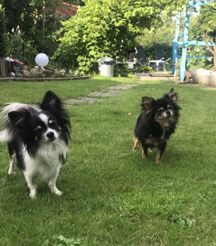 Image from Gizmo