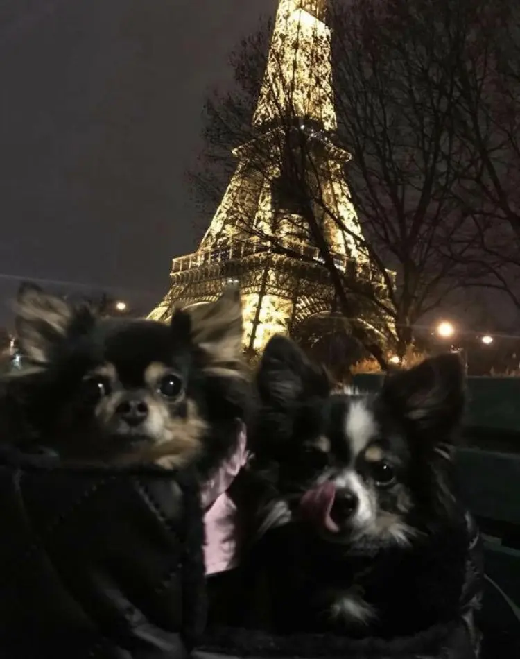 Image from Gizmo