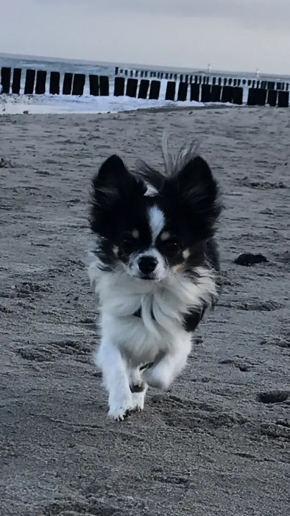 Image from Gizmo