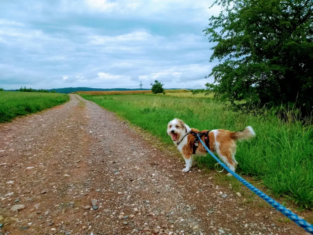 Bild von Tascha
