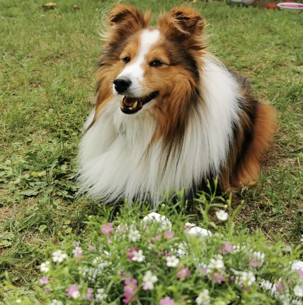 Bild von Barney