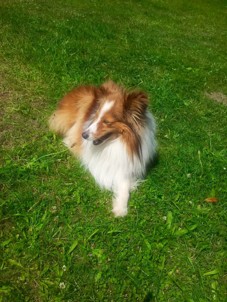 Bild von Barney