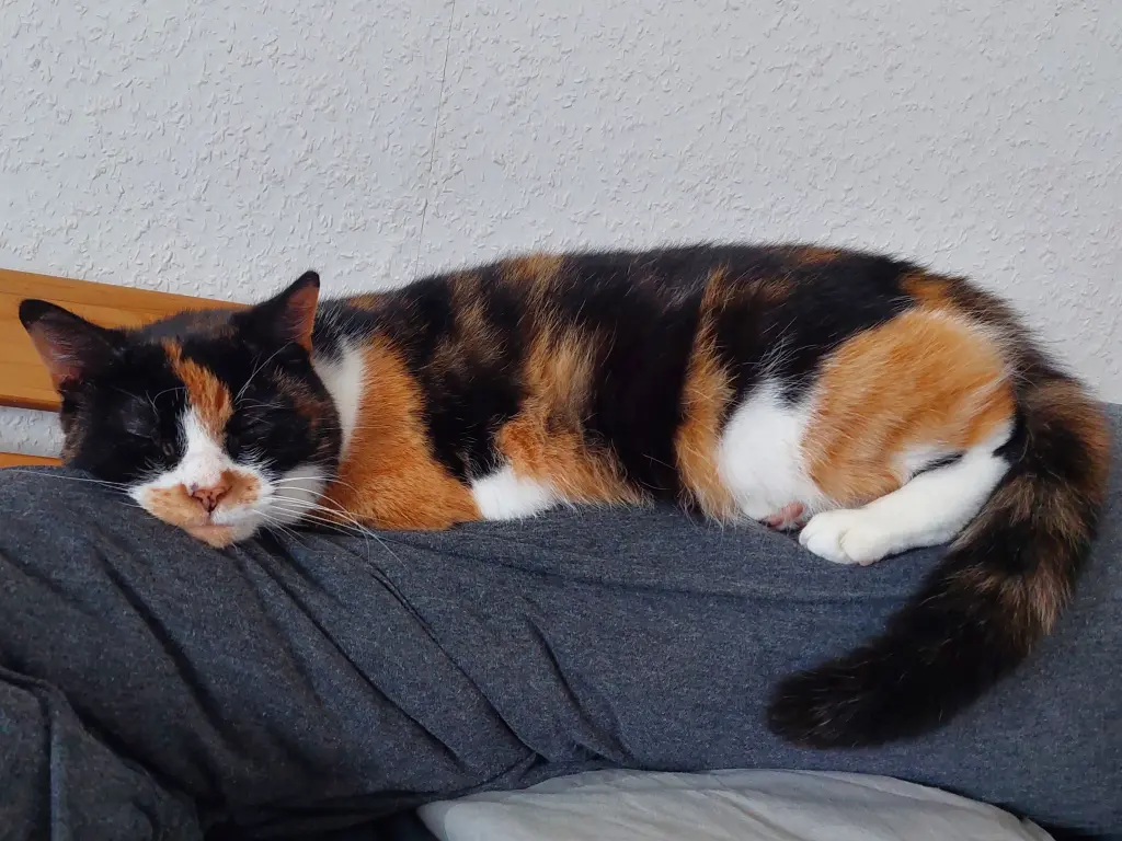 Bild von Ellie