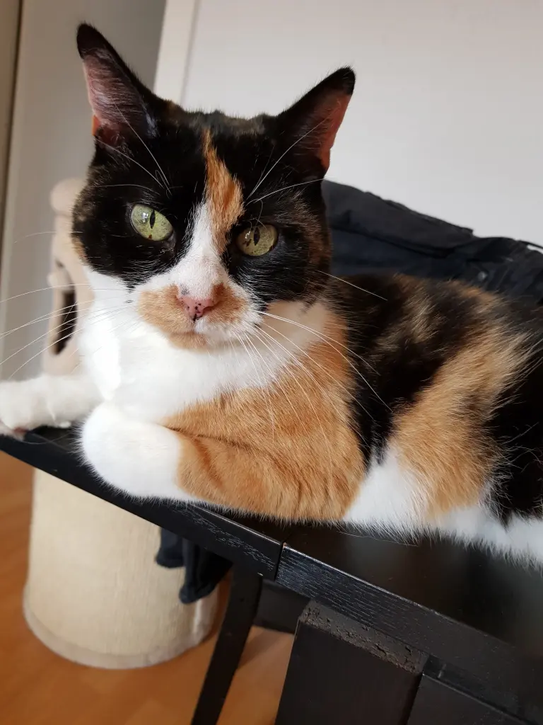 Bild von Ellie