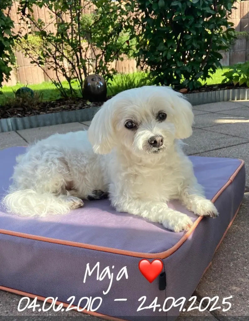 Image from Maja