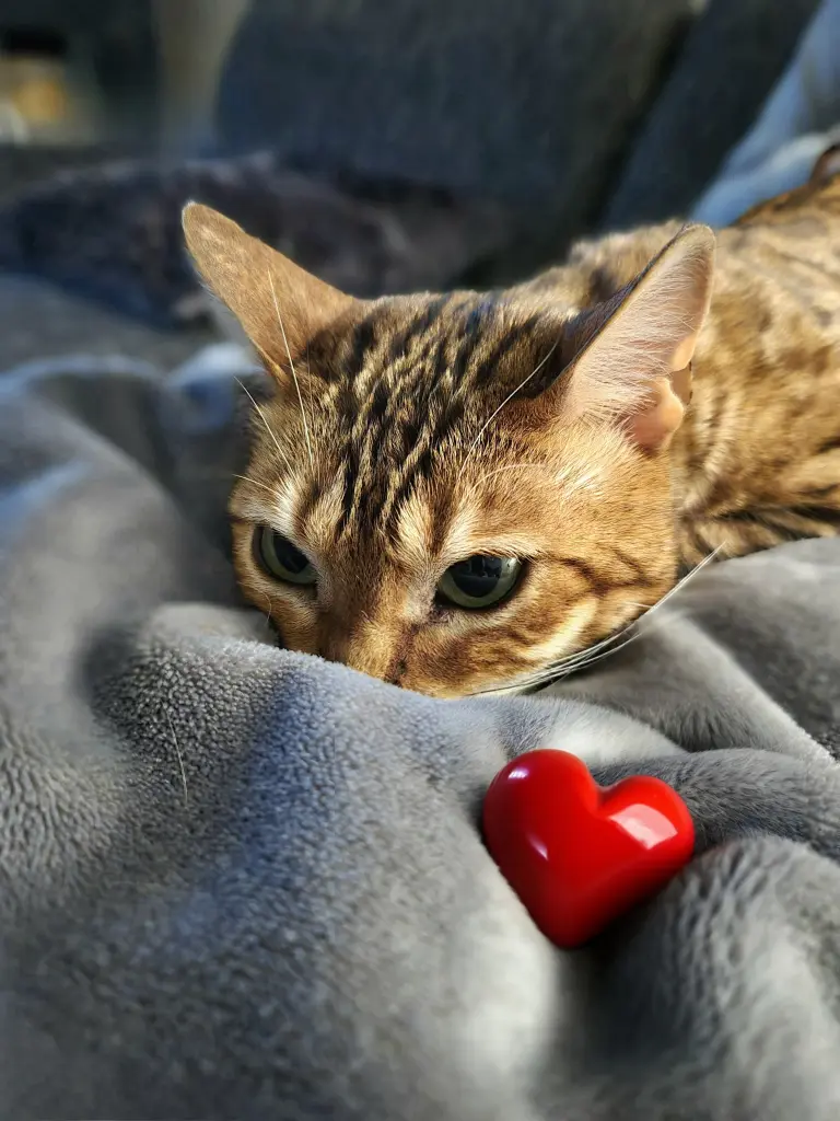 Image from Peanut