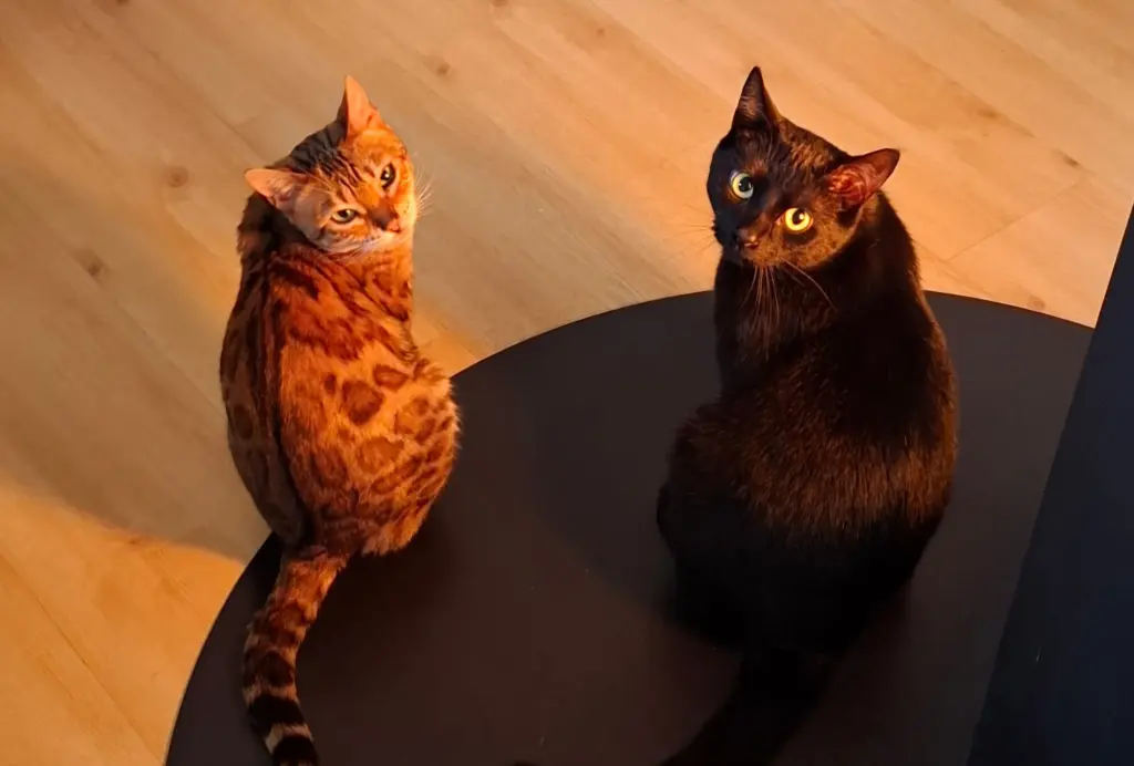 Peanut mit "Schatten" Maddox