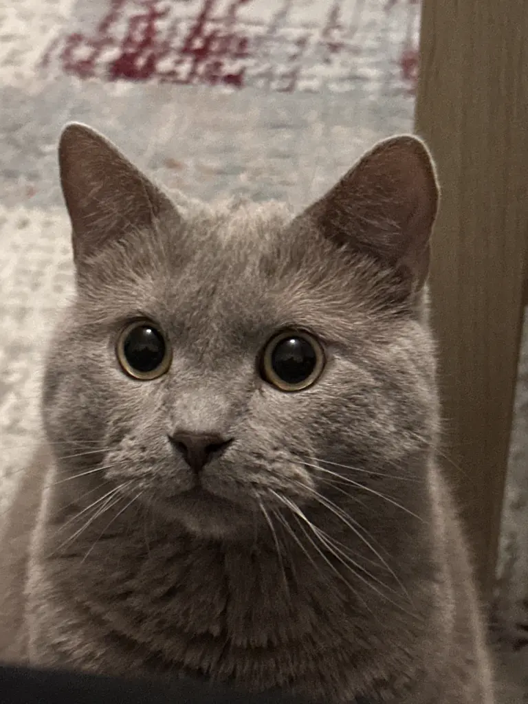 Bild von Yumos Pascham