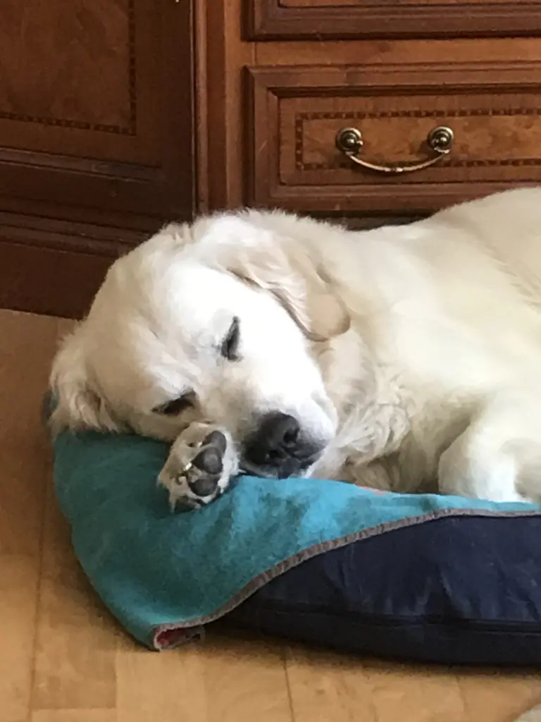 Nachmittagsschläfchen