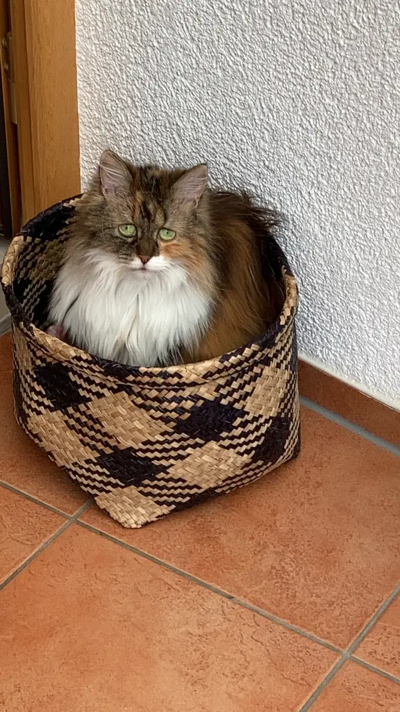 Bild von Püppie