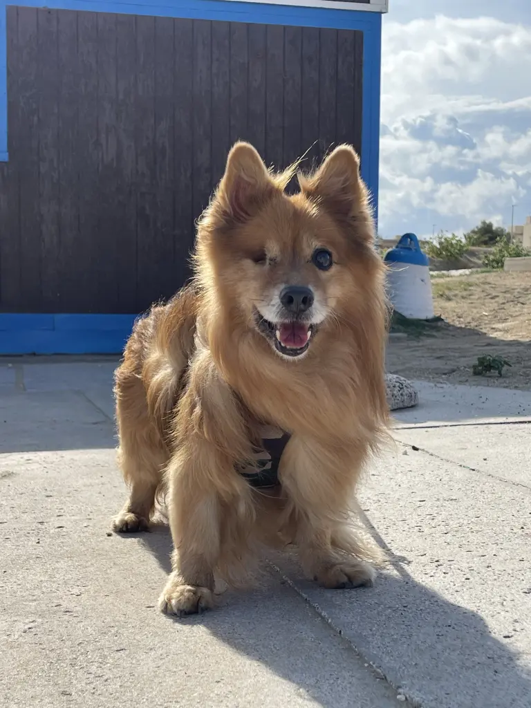 Andachtsbild von Angela