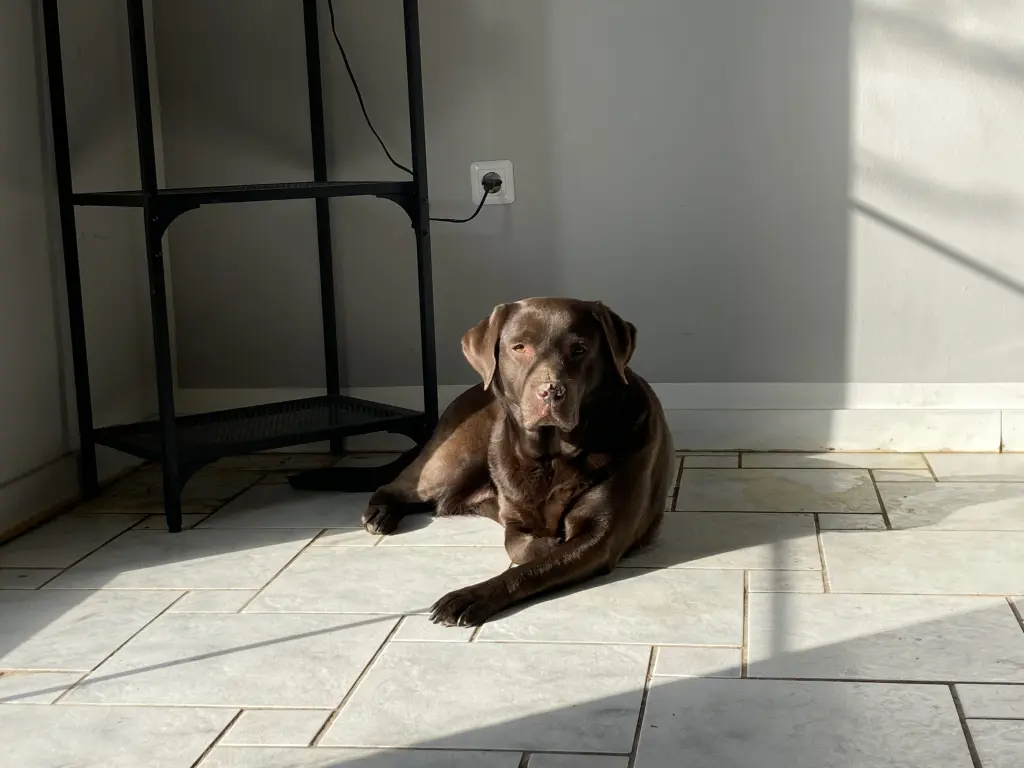 Image from Nala
