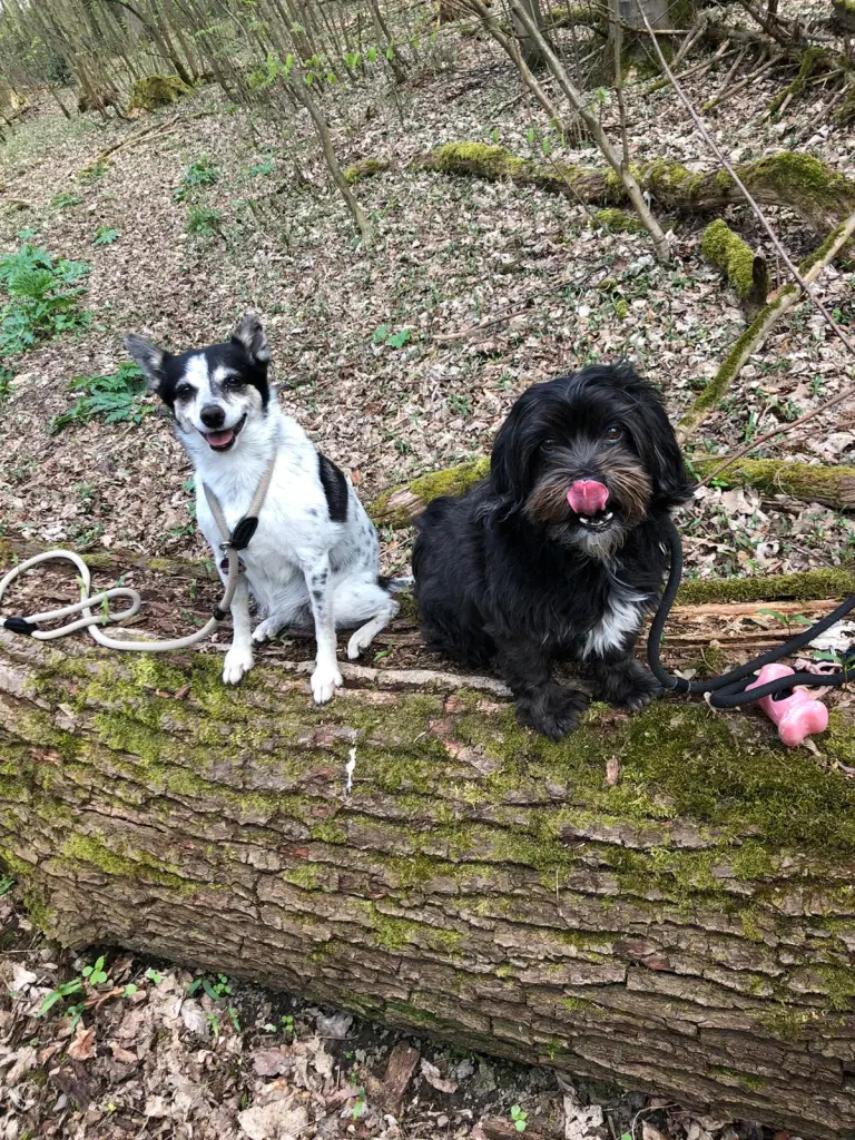 Jetzt sind sie beide wieder zusammen im Hundehimmel 🥰