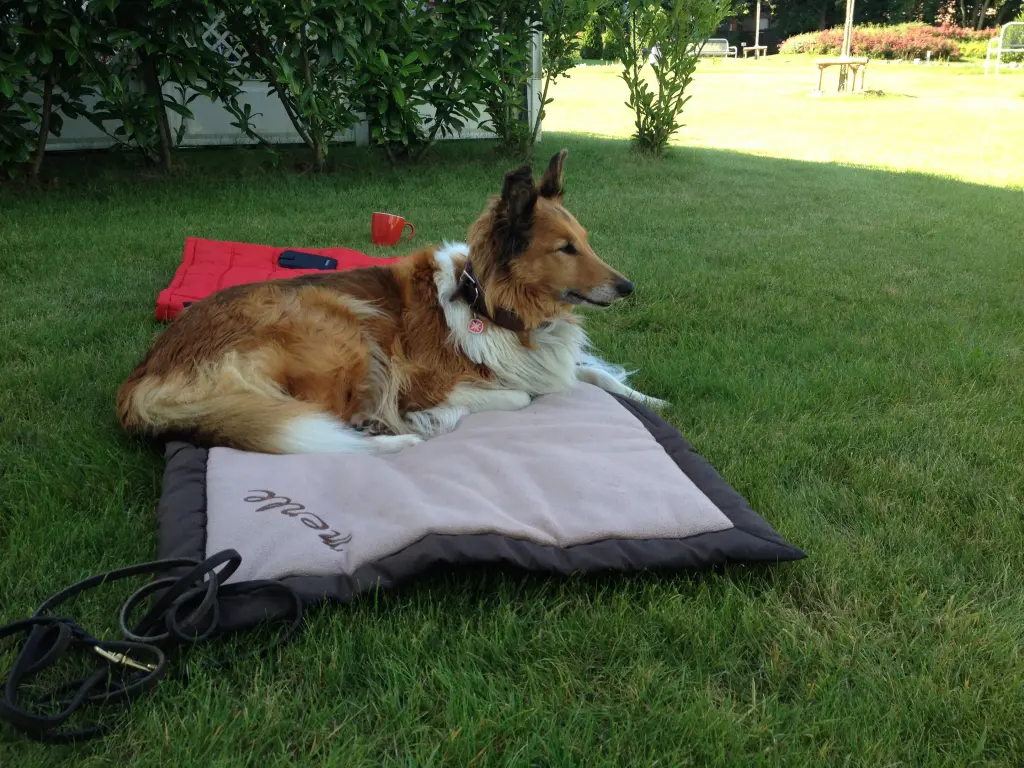 Andachtsbild von Katharina mit Merle im Herzen