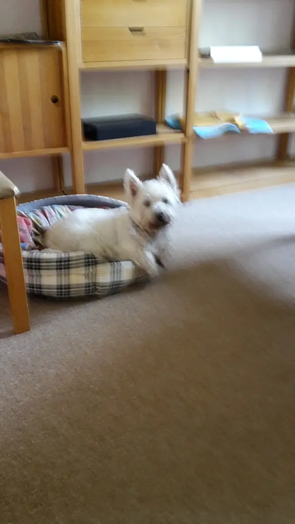 Condolence image of Hannerlore mit Flocke tief im Herzen