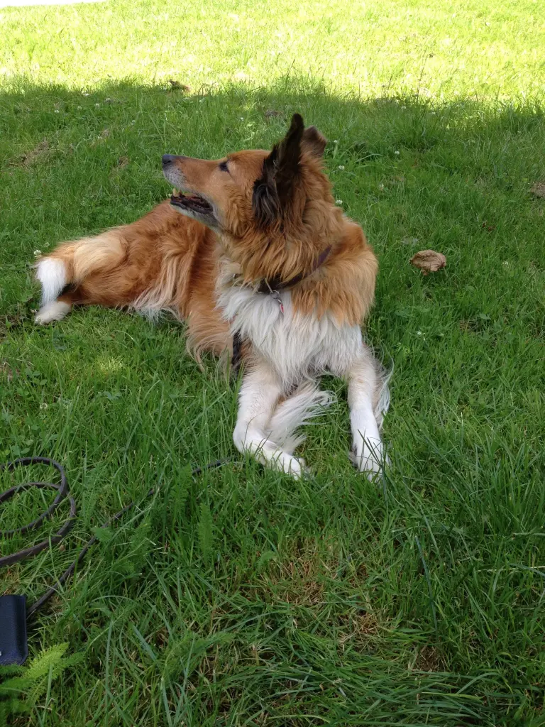 Condolence image of Katharina Merle im Herzen