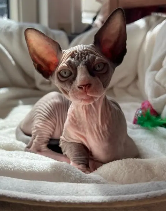 Andachtsbild von Olga Kostrova