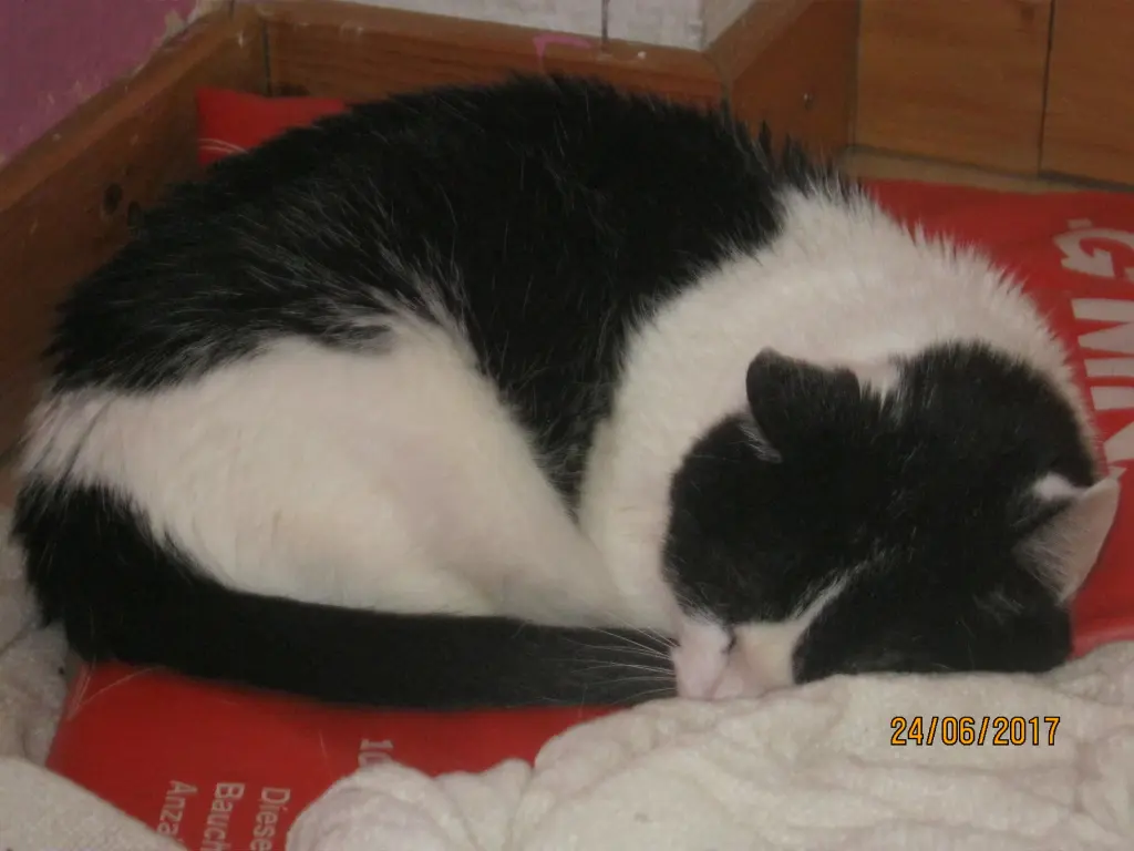 Condolence image of Carolin Cleve