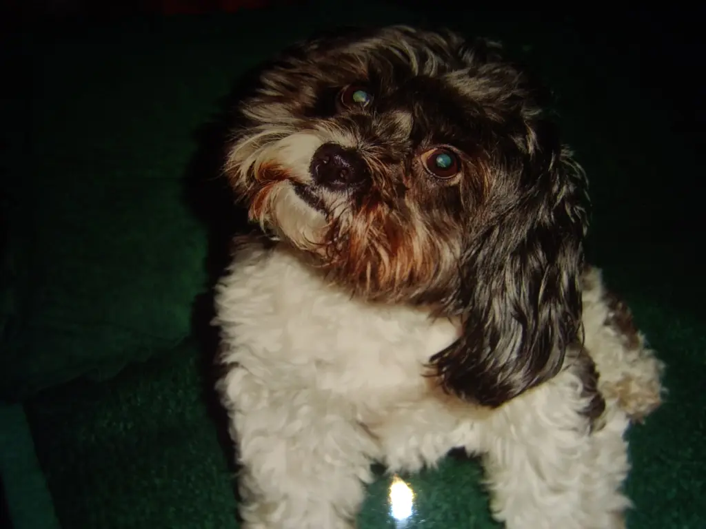 Condolence image of Sigrid