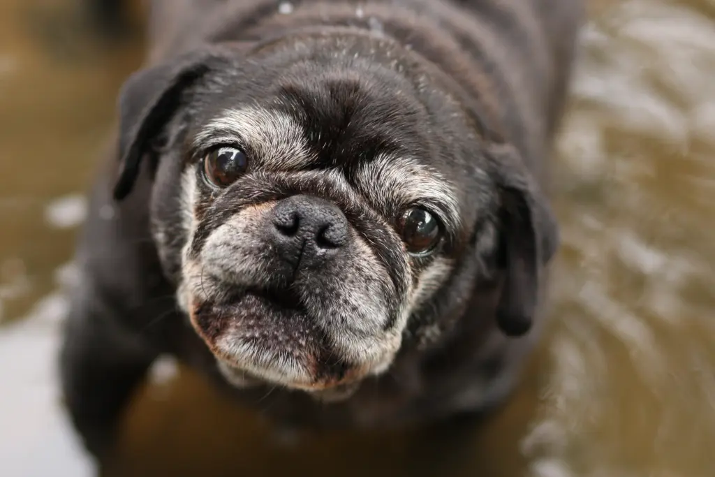 Condolence image of Cornelia mit Bruno & Barni im Herzen