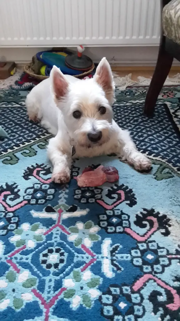 Condolence image of Hannerlore mit Flocke tief im Herzen