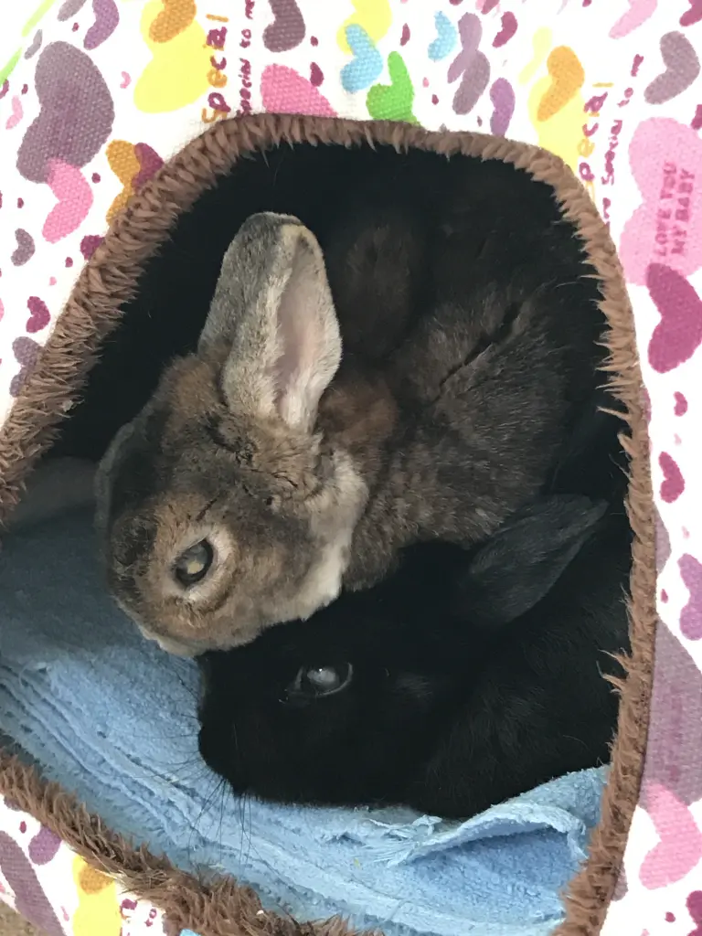 Condolence image of Patricia Renz