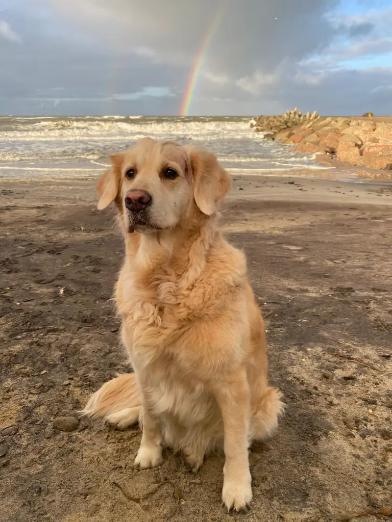 Bild von Lucky