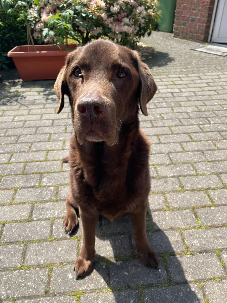 Bild von Bouchon