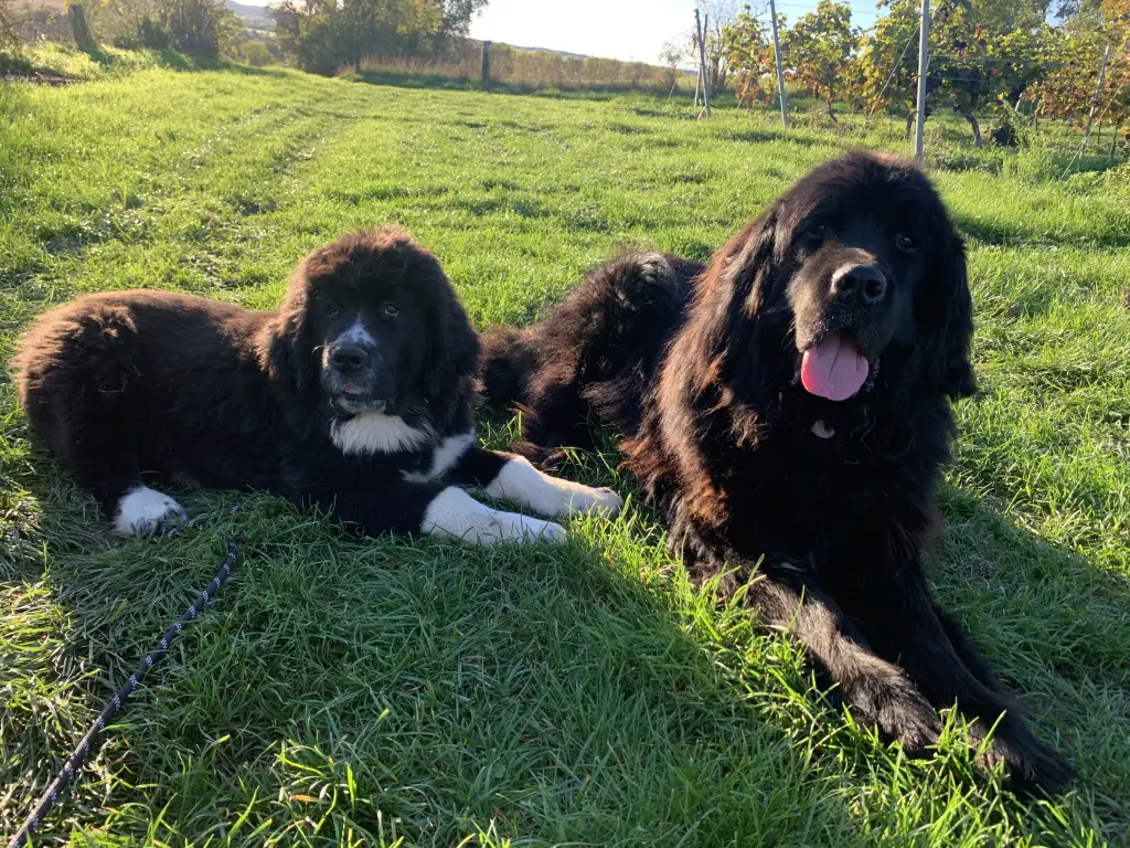 Andachtsbild von Lina Brix