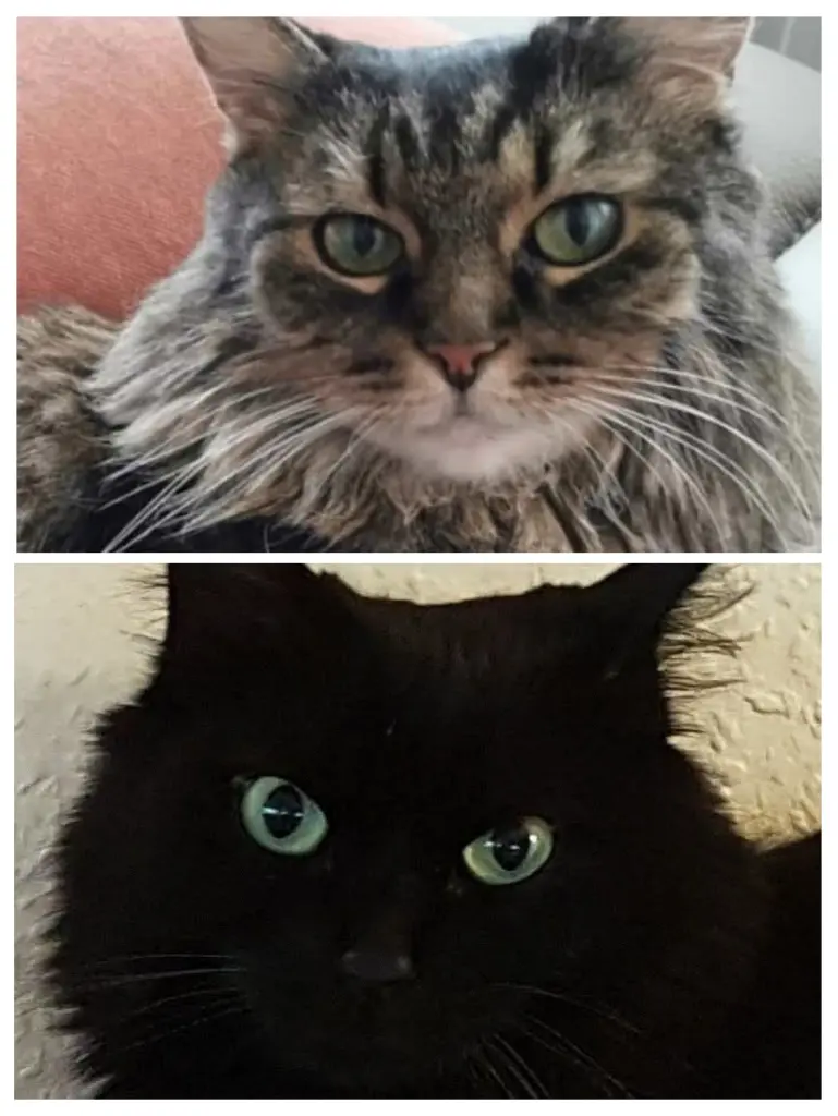 Andachtsbild von Nicole mit Roxy u. Nell