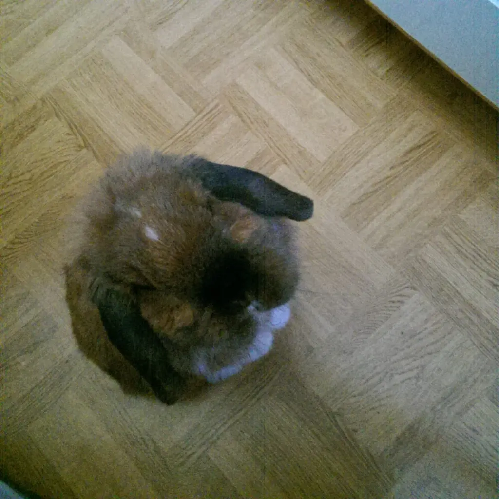 Andachtsbild von Andrea mit Schnuffi tief im ❤