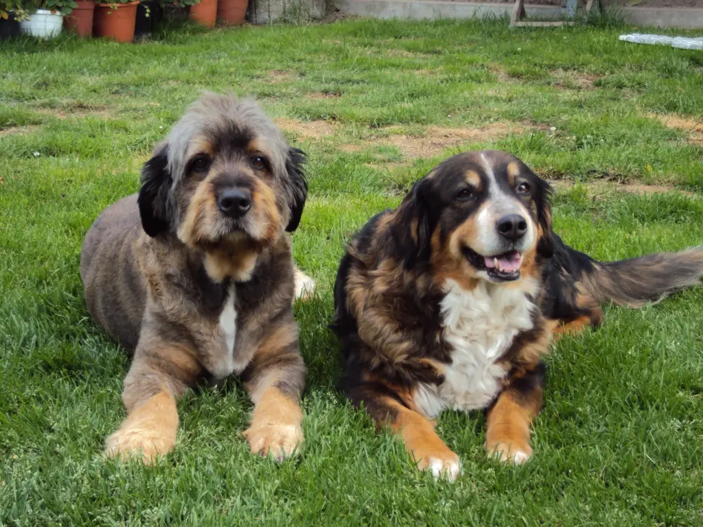 Image from Dina und Alice